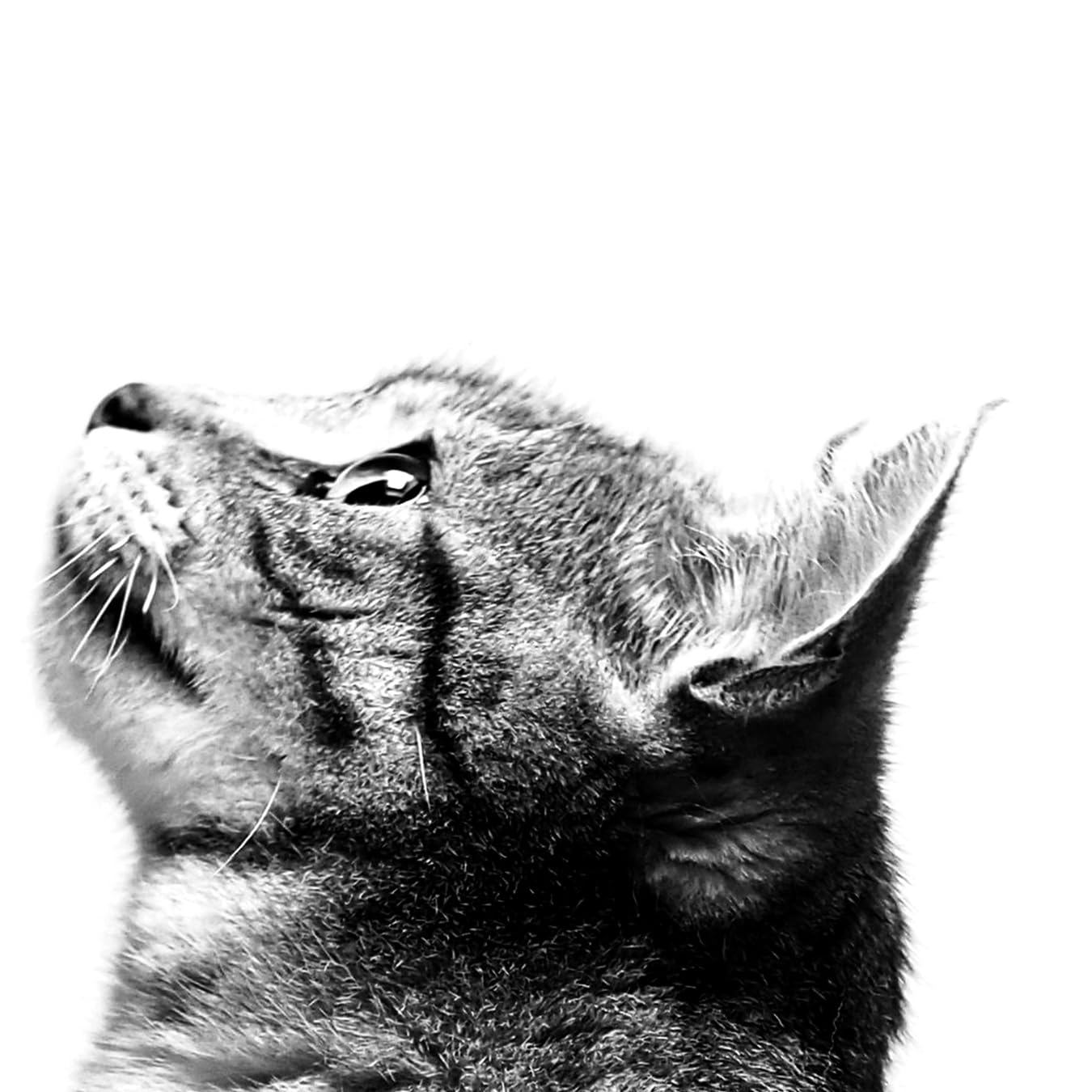 Amazon.co.jp: 【猫 写真 ポスター】【猫の写真 絵 インテリアポスター